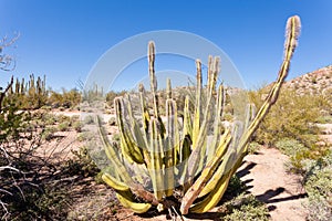 Senita Cactus Lophocereus schottii in Sonoran Desert