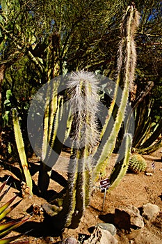 Senita cactus