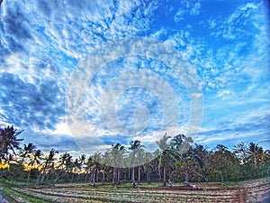 Senja Field Green Coconut tree earth sky