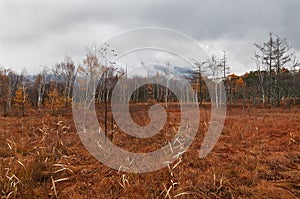 Senjogahara moor trail, fall season