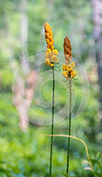 Senna Alata is a medicinal tree and an ornamental flowering plant uses for treatments like diabetes, asthma, malaria, ringworms,