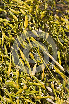 SENNA ARMATA FRUIT - TWENTYNINE PALMS - 061720 B