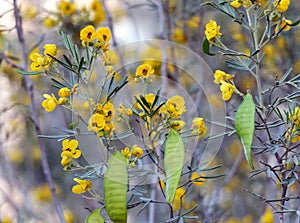 Senna artemisioides blooms