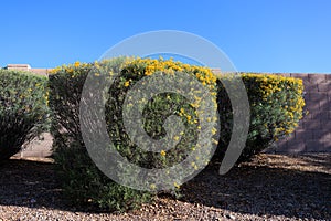 Senna Artemisioides Shrubs as Desert Soil Control and Informal Hedge