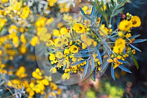 Senna artemisioides, the wormwood senna, is a species of flowering plant in the pea family Fabaceae