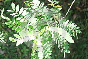 Senna auriculata, commonly known by its local names matura tea tree, avaram or ranawara,