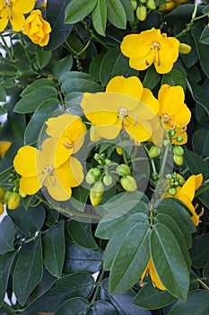Senna Cassia Corymbosa flowers closeup photo