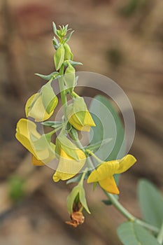 Senna hirsuta L. H. S. Irwin & Barneby flower