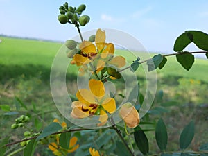 Senna occidentalis flowers in the India,  yellow color senna flowers in the India, senna flowers in the will.