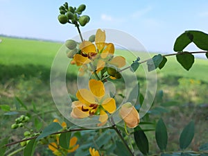 Senna occidentalis flowers in the India,  yellow color senna flowers in the India, senna flowers in the will. photo