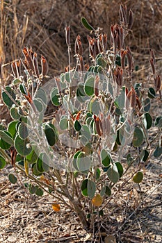 Senna pilosior - Stone desert, plants xerophytes, desert landscape