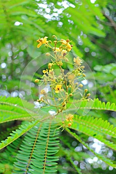 Senna siamea