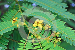 Senna siamea