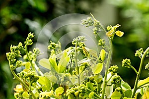 Senna siamea, branch flowers and green leaves on nature background