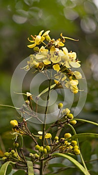 Senna siamea flower is a bright yellow, showy flower that grows on the Senna siamea tree.