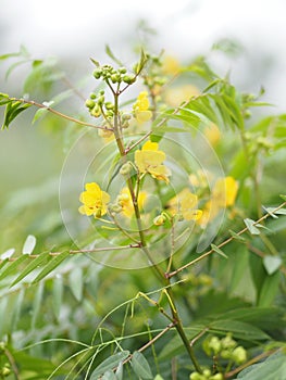 Senna siamea Leguminosae,yellow flower photo