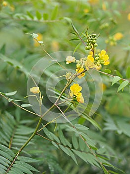 Senna siamea Leguminosae,yellow flower
