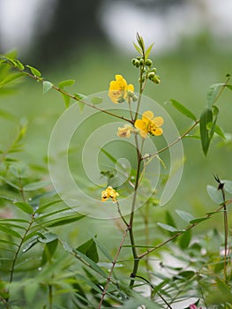 Senna siamea Leguminosae,yellow flower