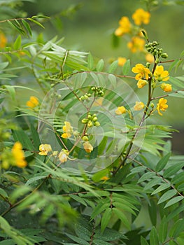 Senna siamea Leguminosae,yellow flower photo