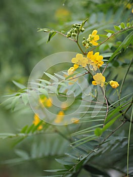 Senna siamea Leguminosae,yellow flower photo