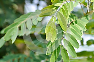 Senna siamea, mezali or Caesalpinioideae or DETARIOIDEAE or Cassod tree or .Thai copper pod or Siamese cassia or Irwin and