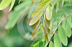 Senna siamea, mezali or Caesalpinioideae or DETARIOIDEAE or Cassod tree or .Thai copper pod or Siamese cassia or Irwin and