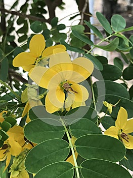 Senna surattensis or Golden senna or Glossy shower flower.