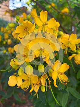 Senna tora (Cassia tora, Sickle Senna or Sickle Wild) is a leguminous plant. photo