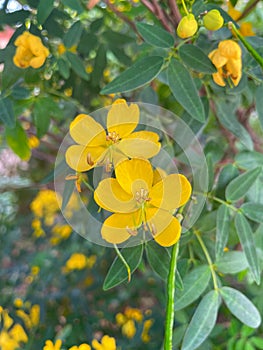Senna tora (Cassia tora, Sickle Senna or Sickle Wild) is a leguminous plant. photo