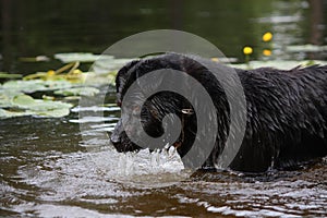 Sennenhund crossbreed lookin at the dark water