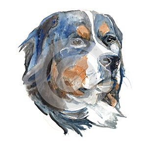 Sennenhund dog - hand-painted watercolor dog