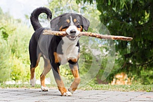 Sennenhund playing with long branch