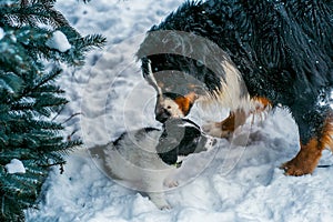 Sennenhund winter and puppy mutts next