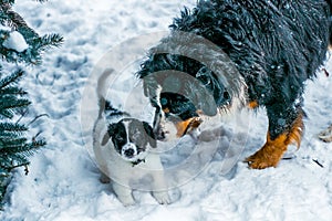 Sennenhund winter and puppy mutts next