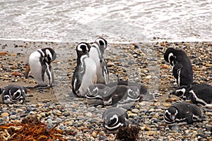 Seno Otway penguin colony - Patagonia Chile photo