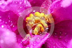 Senpolia (african violet) flower macro. photo