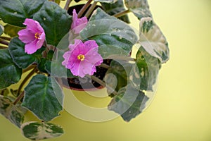 Senpolia Rosi varieties with beautiful pink flowers with purple spots photo