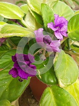 senpolia violet flower photo