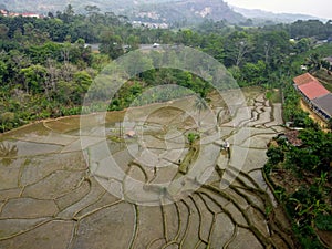 A Sensational Beautiful Rice Field