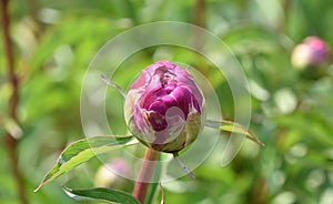 Sensational Budding Pink Peony Ready to Blossom