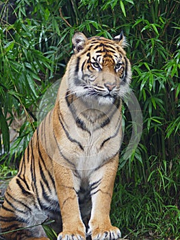 Sensational captivating male Sumatran Tiger.