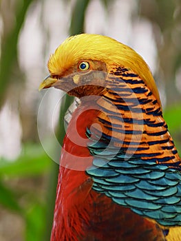 Sensational charming male Golden Pheasant.