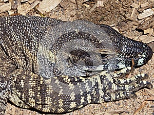 Sensational dynamic Lace Monitor.