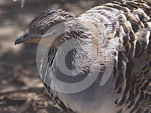 Sensational fabulous captivating Malleefowl.