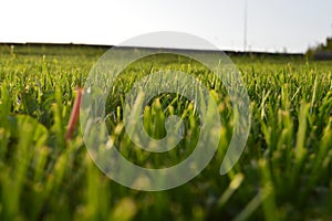 the sensational grass fields