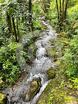 Sensational Hawaiian rainforest stream