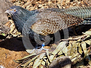 Sensational majestic male Pheasant Coucal.