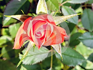 A Sensational  Orange Rose