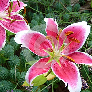 Sensational Oriental Lilies Stargazer