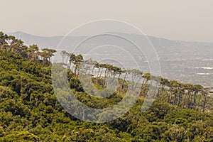 Sensational row of trees on the mountainside in Cape Town